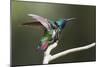 Black-throated Mango Hummingbird, ruffling its feathers, Trinidad and Tobago-Ken Archer-Mounted Photographic Print