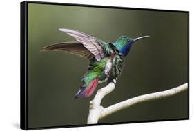 Black-throated Mango Hummingbird, ruffling its feathers, Trinidad and Tobago-Ken Archer-Framed Stretched Canvas