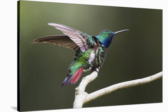 Black-throated Mango Hummingbird, ruffling its feathers, Trinidad and Tobago-Ken Archer-Stretched Canvas