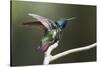 Black-throated Mango Hummingbird, ruffling its feathers, Trinidad and Tobago-Ken Archer-Stretched Canvas