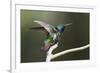 Black-throated Mango Hummingbird, ruffling its feathers, Trinidad and Tobago-Ken Archer-Framed Premium Photographic Print