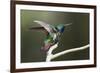 Black-throated Mango Hummingbird, ruffling its feathers, Trinidad and Tobago-Ken Archer-Framed Premium Photographic Print