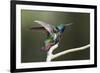 Black-throated Mango Hummingbird, ruffling its feathers, Trinidad and Tobago-Ken Archer-Framed Premium Photographic Print