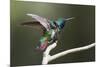 Black-throated Mango Hummingbird, ruffling its feathers, Trinidad and Tobago-Ken Archer-Mounted Premium Photographic Print