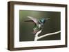 Black-throated Mango Hummingbird, ruffling its feathers, Trinidad and Tobago-Ken Archer-Framed Photographic Print