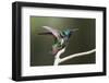 Black-throated Mango Hummingbird, ruffling its feathers, Trinidad and Tobago-Ken Archer-Framed Photographic Print