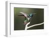 Black-throated Mango Hummingbird, ruffling its feathers, Trinidad and Tobago-Ken Archer-Framed Photographic Print