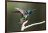 Black-throated Mango Hummingbird, ruffling its feathers, Trinidad and Tobago-Ken Archer-Framed Photographic Print