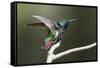 Black-throated Mango Hummingbird, ruffling its feathers, Trinidad and Tobago-Ken Archer-Framed Stretched Canvas