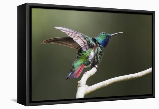 Black-throated Mango Hummingbird, ruffling its feathers, Trinidad and Tobago-Ken Archer-Framed Stretched Canvas