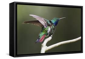 Black-throated Mango Hummingbird, ruffling its feathers, Trinidad and Tobago-Ken Archer-Framed Stretched Canvas