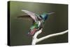 Black-throated Mango Hummingbird, ruffling its feathers, Trinidad and Tobago-Ken Archer-Stretched Canvas