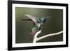 Black-throated Mango Hummingbird, ruffling its feathers, Trinidad and Tobago-Ken Archer-Framed Photographic Print