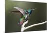 Black-throated Mango Hummingbird, ruffling its feathers, Trinidad and Tobago-Ken Archer-Mounted Photographic Print