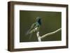 Black-throated Mango Hummingbird-Ken Archer-Framed Photographic Print