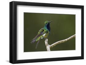 Black-throated Mango Hummingbird-Ken Archer-Framed Photographic Print