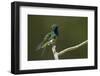 Black-throated Mango Hummingbird-Ken Archer-Framed Photographic Print