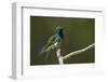 Black-throated Mango Hummingbird-Ken Archer-Framed Photographic Print