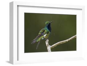 Black-throated Mango Hummingbird-Ken Archer-Framed Photographic Print