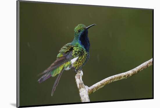 Black-throated Mango Hummingbird-Ken Archer-Mounted Photographic Print