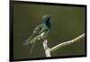 Black-throated Mango Hummingbird-Ken Archer-Framed Photographic Print