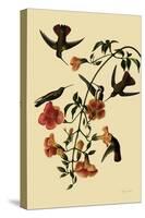 Black-Throated Mangoes-John James Audubon-Stretched Canvas