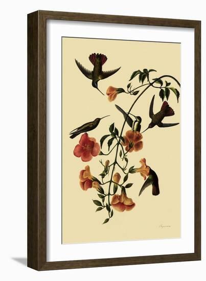 Black-Throated Mangoes-John James Audubon-Framed Giclee Print