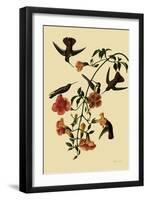 Black-Throated Mangoes-John James Audubon-Framed Giclee Print