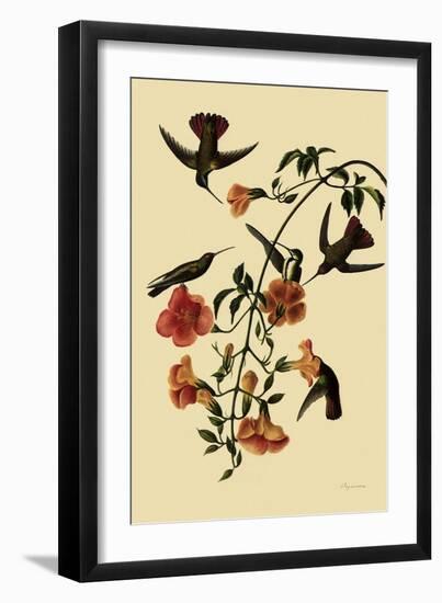 Black-Throated Mangoes-John James Audubon-Framed Giclee Print
