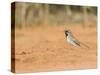 Black-Throated Sparrow-Gary Carter-Stretched Canvas