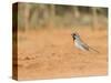 Black-Throated Sparrow-Gary Carter-Stretched Canvas