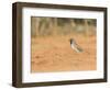 Black-Throated Sparrow-Gary Carter-Framed Photographic Print