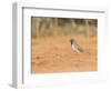 Black-Throated Sparrow-Gary Carter-Framed Photographic Print