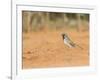 Black-Throated Sparrow-Gary Carter-Framed Photographic Print