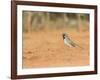 Black-Throated Sparrow-Gary Carter-Framed Photographic Print