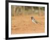 Black-Throated Sparrow-Gary Carter-Framed Photographic Print