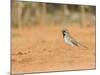 Black-Throated Sparrow-Gary Carter-Mounted Photographic Print