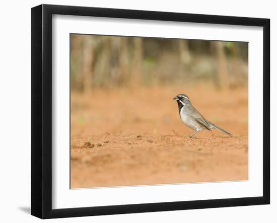 Black-Throated Sparrow-Gary Carter-Framed Photographic Print