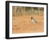 Black-Throated Sparrow-Gary Carter-Framed Photographic Print