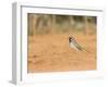 Black-Throated Sparrow-Gary Carter-Framed Photographic Print