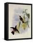 Black-Throated Sunbeam, Agl?actis Caumatonota-John Gould-Framed Stretched Canvas