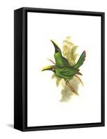 Black Throated Toucanet-John Gould-Framed Stretched Canvas