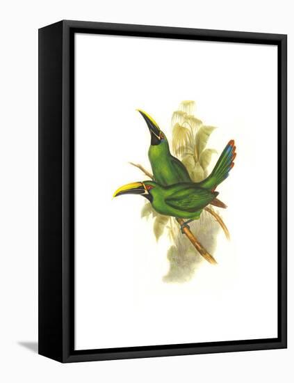 Black Throated Toucanet-John Gould-Framed Stretched Canvas