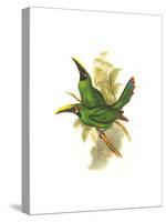 Black Throated Toucanet-John Gould-Stretched Canvas