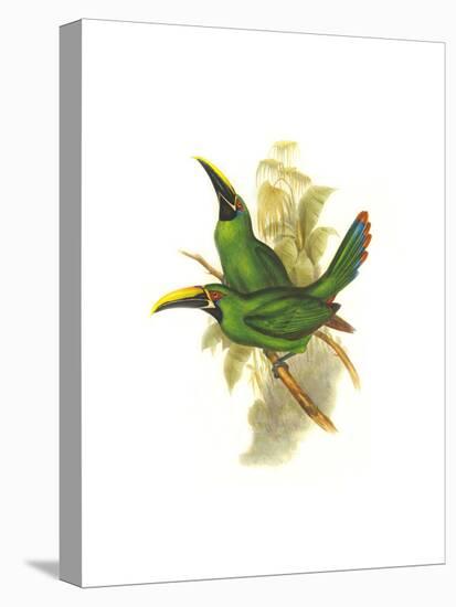 Black Throated Toucanet-John Gould-Stretched Canvas