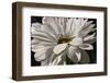 Black Tie Daisy-Ellen Macioce-Framed Photo