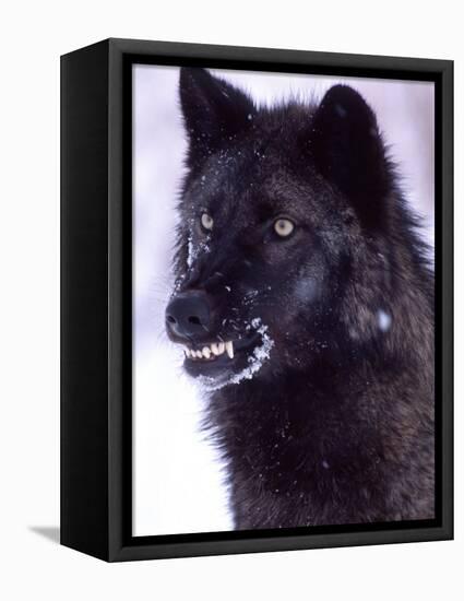 Black Timber Wolf Snarling, Utah, USA-David Northcott-Framed Stretched Canvas