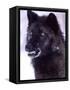 Black Timber Wolf Snarling, Utah, USA-David Northcott-Framed Stretched Canvas