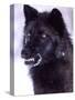 Black Timber Wolf Snarling, Utah, USA-David Northcott-Stretched Canvas
