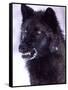 Black Timber Wolf Snarling, Utah, USA-David Northcott-Framed Stretched Canvas